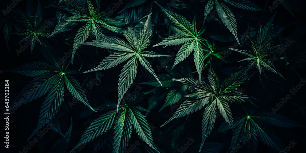 Cannabis leaves on dark black background. Concept of a legalization of cannabinoid products for medical treatments Cannabis leaves on dark black background. Concept of a legalization of cannabinoid products for medical treatments
