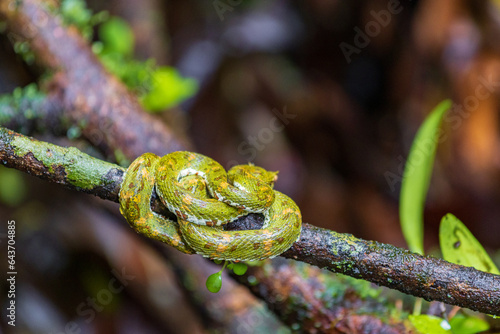 Bocarada snake in Arenal Volcano National Park (Costa Rica) photo