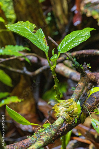 Bocarada snake in Arenal Volcano National Park (Costa Rica) photo