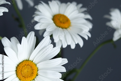 Bouquet of white chamomile flowers on a dark gray background in the living room. Close-up  macro.