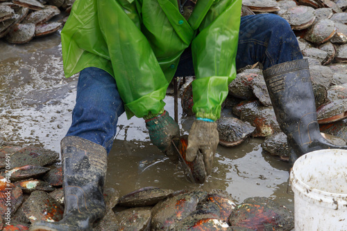 Man works on a mussel pearl farm. photo