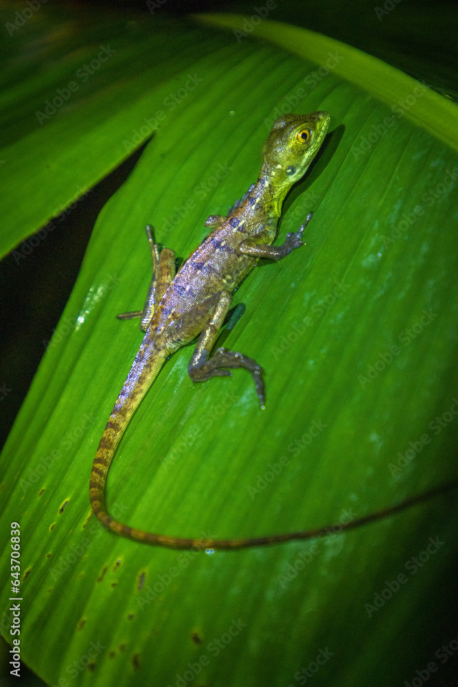 Fototapeta premium Small lizard in a leaf in Arenal Volcano National Park (Costa Rica)
