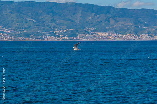 Gabbiano che vola sul mare dello Stretto di Messina