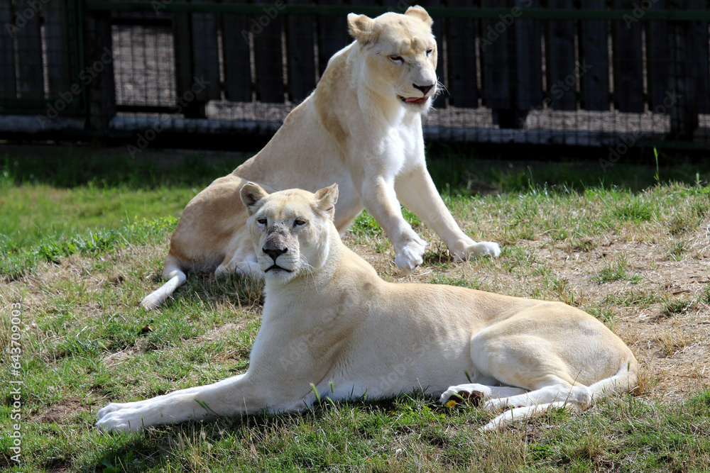White lions at rest White lions at rest