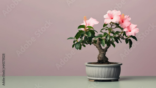 Wallpaper Mural Traditional bonsai miniature pink hibiscus flower plant blooming in a ceramic pot, soft gradient blur background. Torontodigital.ca