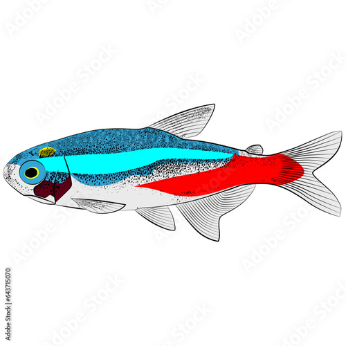 Neon tetra, Paracheirodon innesi aquarium tropical freshwater fish. characin family  freshwater fish graphic illustrations aquarium fish