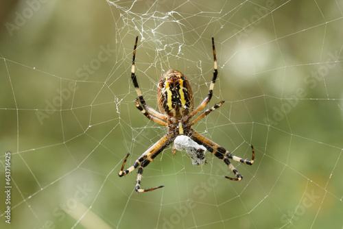 Araña Argiope bruennichi en su red devorando a su presa despues de envolverla con seda. 