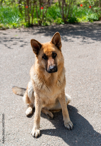 Portrait of an East European Shepherd dog  female dog looks at the owner