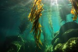 giant kelp reaching toward the surface