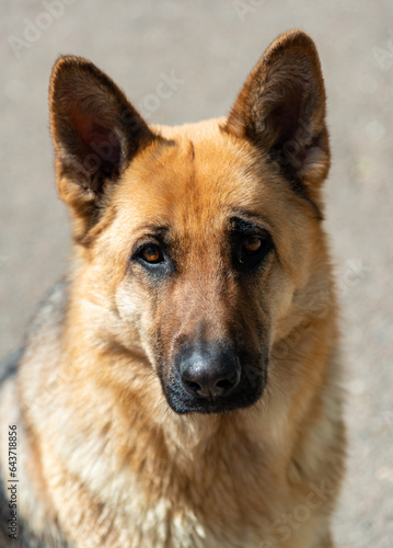 Portrait of an East European Shepherd dog, female dog looks at the owner