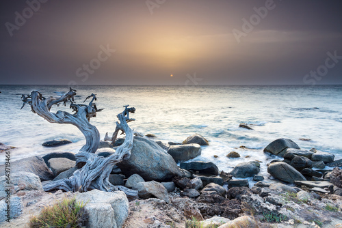 Rocky beach on the island of Aruba at sunset. Dead tree, rocks and grass in foreground. Silky ocean. Golden-brown cloudy sky; sun visible through the haze. 