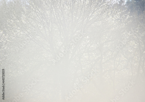 Sun shining through fog with a tree in the bacground on a spring day in rural Germany.