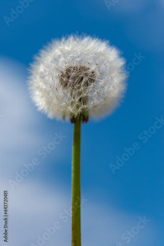 Fluffy Dandelion  Taraxacum officinale  against the blue sky