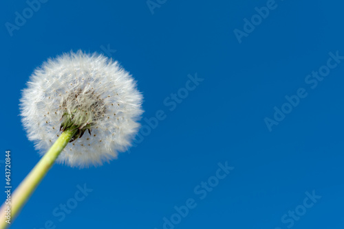 Fluffy Dandelion  Taraxacum officinale  against the blue sky