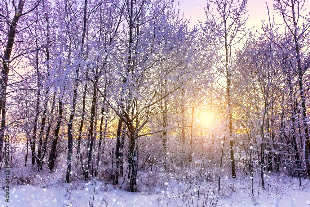 Beautiful winter landscape with forest, trees covered snow, snowflakes and sunset.