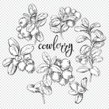 Hand-drawn lingonberry branches. Sketch elements with white fill, isolated elements for design. Excellent for packaging, logo, menu, label, poster, print.
