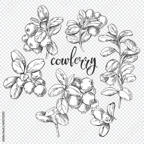 Hand-drawn lingonberry branches. Sketch elements with white fill, isolated elements for design. Excellent for packaging, logo, menu, label, poster, print.