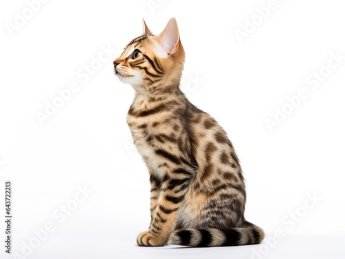 Adorable Bengal Kitten, A Captivating Closeup