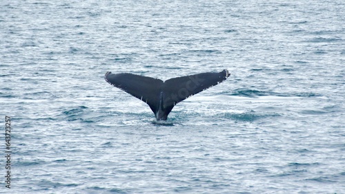 Humpback whale flipping up its tails in the ocean in Iceland