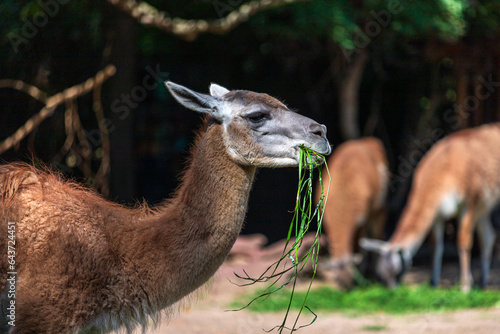 Adult brown Llama eating grass photo