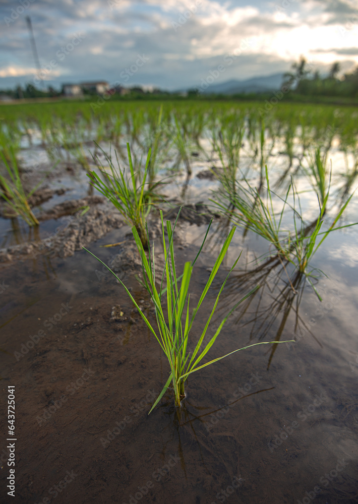 Beautiful farmland in the countryside