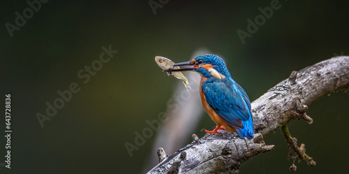 The kingfisher has caught a fish and is about to eat it. © Jiří Fejkl