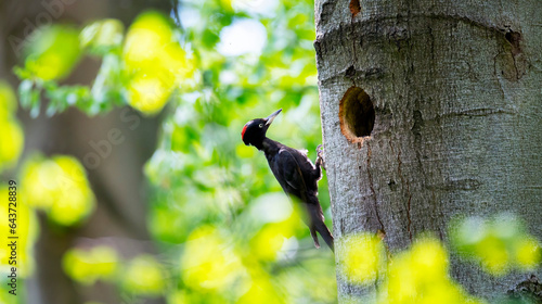 Pair female and male black woodpecker on the old tree branch. photo