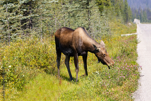 female moose grazing along road side