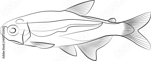 Neon tetra, Paracheirodon innesi aquarium tropical freshwater fish. characin family freshwater fish sketch drawing. aquarium fish contour lines drawn.