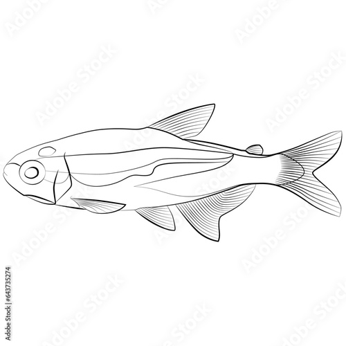 Neon tetra, Paracheirodon innesi aquarium tropical freshwater fish. characin family freshwater fish sketch drawing. aquarium fish contour lines drawn.