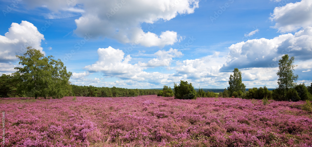 Fototapeta premium Pink heather landscape with a blue sky