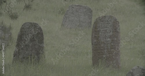 Old ancient Jewish cemetery in summer spring day. Druya, Belarus. green grass and many ancient stones. Headstone Headstones Tombstones jewish grave, clog2, clog, canon c70 c log 2. photo