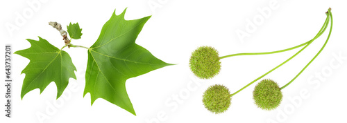 Εκτύπωση καμβά Platanus tree, sycamore leave isolated on white background