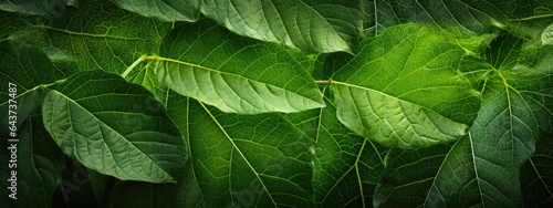 A vibrant, green leafy plant up close