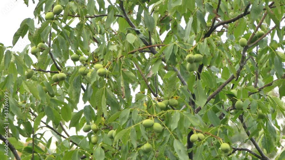 Branches walnuts hanging tree with green leaves and ripening walnuts on rainy weather in natural habitat - real time. Topics: cultivation, nuts, natural environment, rainy season Branches walnuts hanging tree with green leaves and ripening walnuts on rainy weather in natural habitat - real time. Topics: cultivation, nuts, natural environment, rainy season