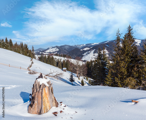 Winter  morning picturesque mountain hill  snow covered and some withered windbreak trees and stump (Ukraine, Carpathian Mountains, tranquility peaceful Dzembronya village rural outskirts) photo