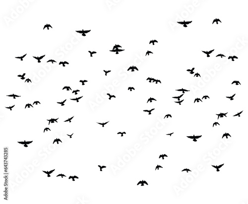 flying birds flock silhouette