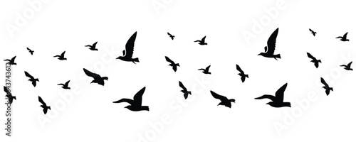 flying birds flock silhouette