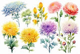 Watercolor image of a set of chrysanthemum flowers on a white background