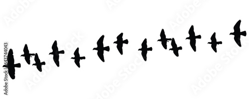 flying birds flock silhouette