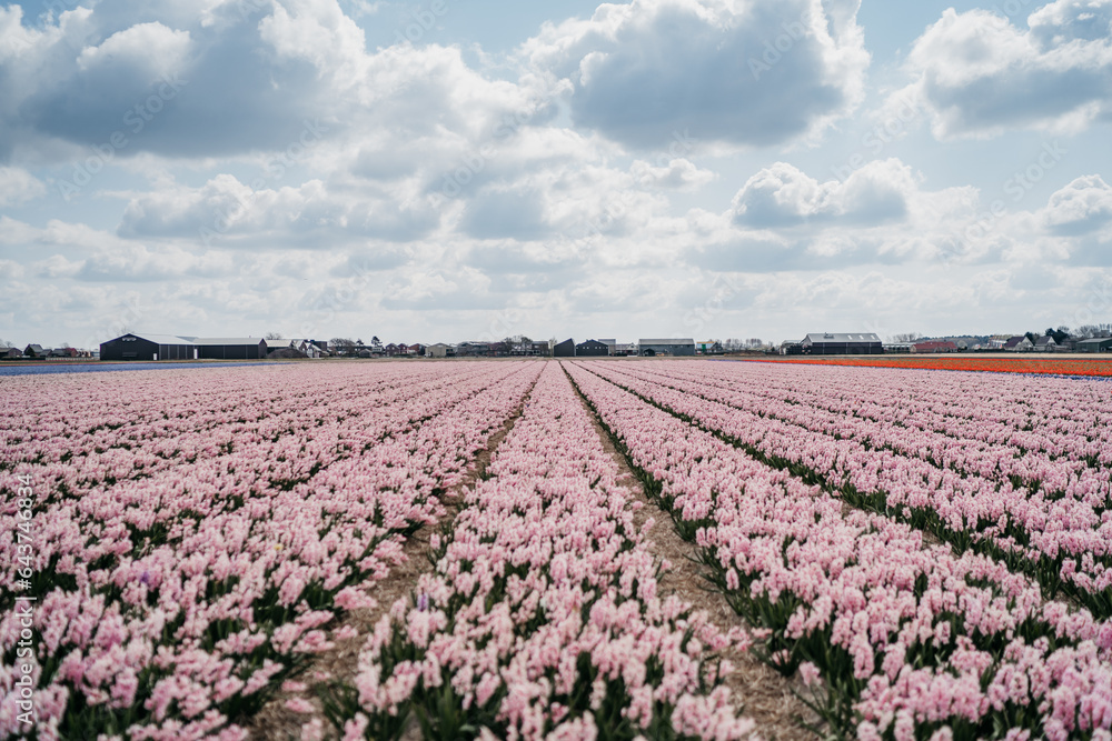 Tulip fields in Lisse