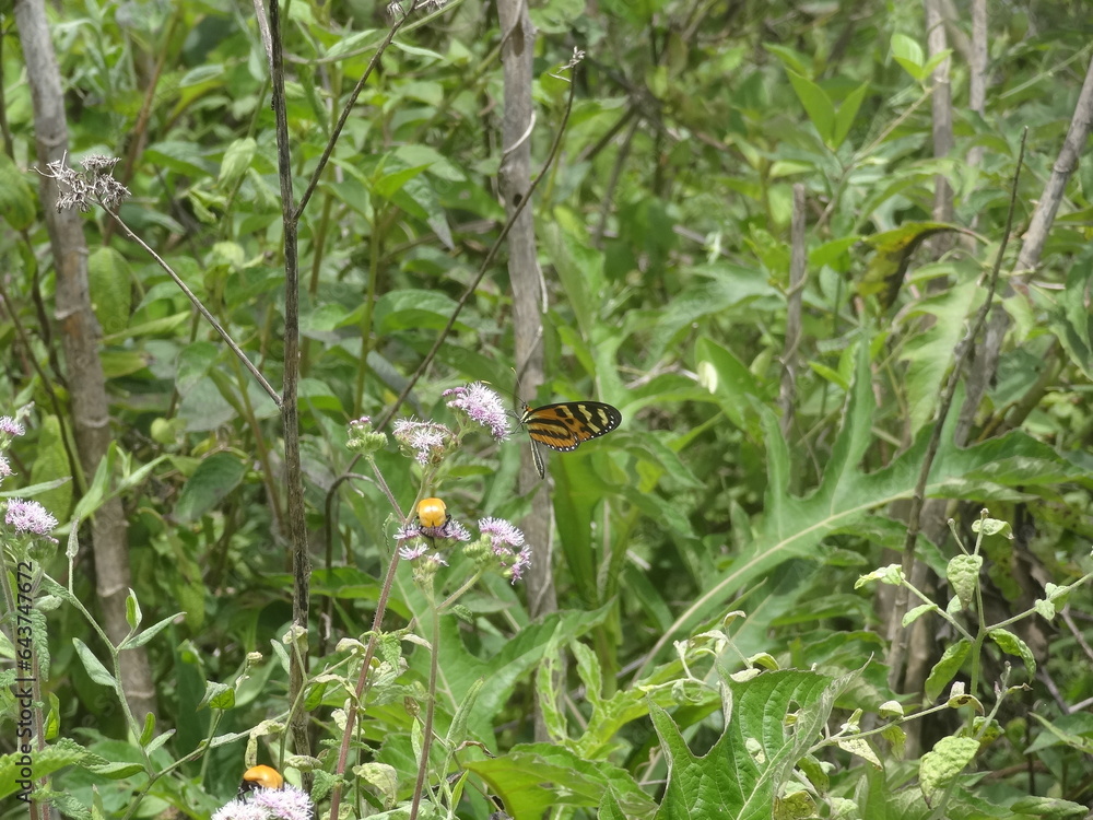 butterfly on grass butterfly on grass