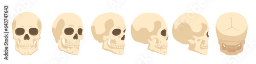 Skull set. Human skull set. Vector 