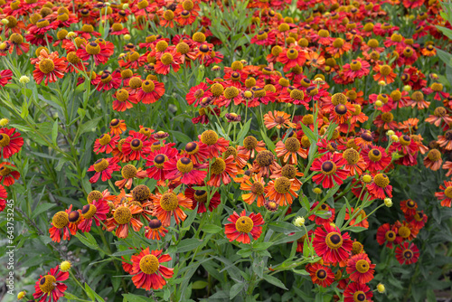 Bunch of Helenium autumnale flowers growing in the garden. photo