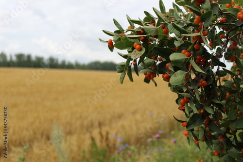volcheyagodnik on the edge of the field