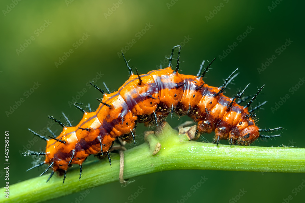Naklejka premium Close up of a gulf fritillary caterpillar on a passionflower. 