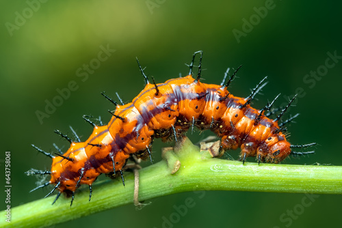 Close up of a gulf fritillary caterpillar on a passionflower.  photo