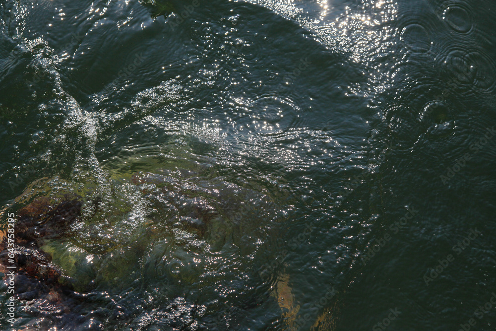 Obraz premium Huge turtle emerges from the water, Dalyan, Turkey