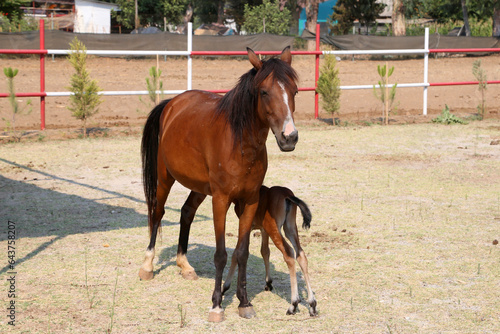 Horse and foal in the pen