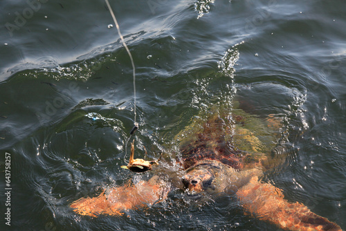 Fototapeta Naklejka Na Ścianę i Meble -  Huge turtle emerges from the water, Dalyan, Turkey